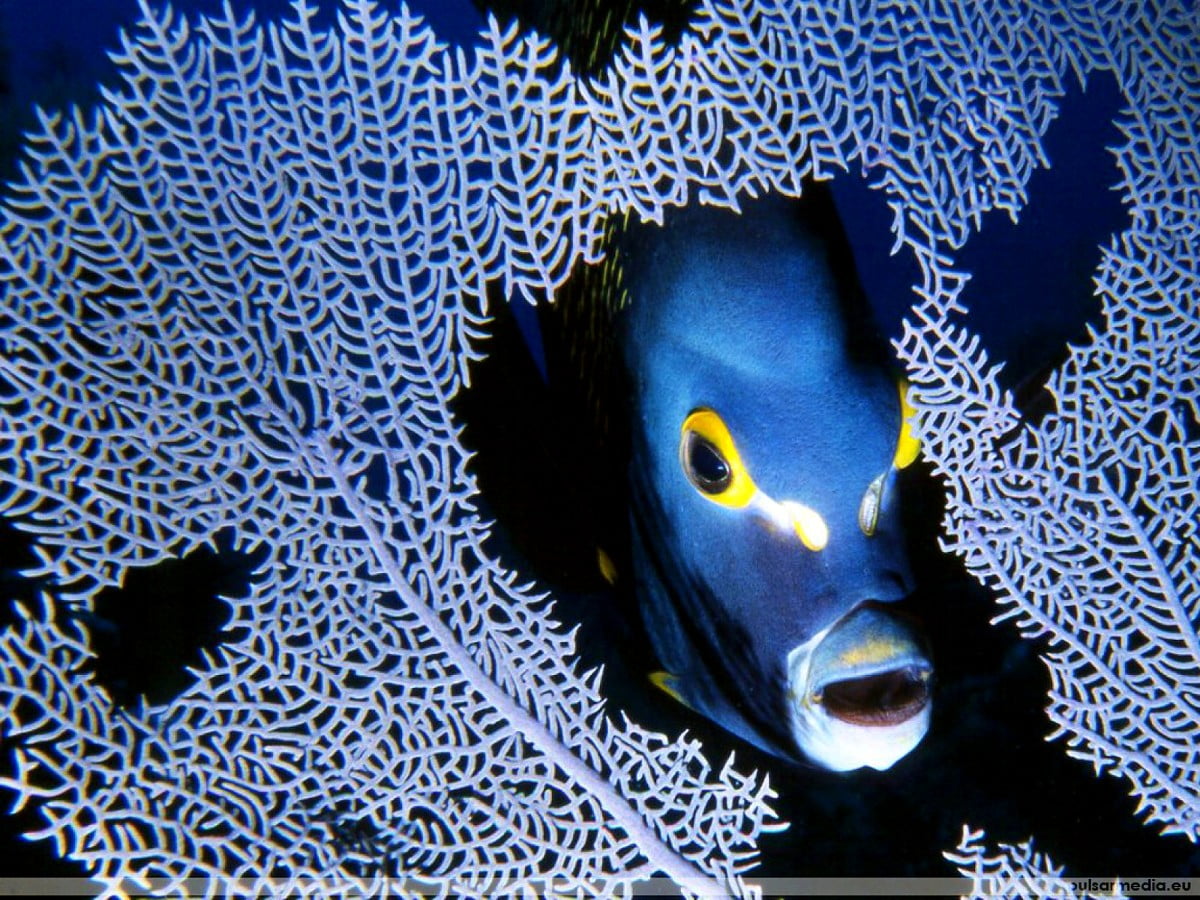 Pesci colorati, barriera corallina, acquario, Arti visive, arte / gratis sfondo dello schermo (1600x1200)