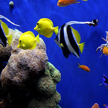 Pesci della barriera corallina: 125+ sfondi