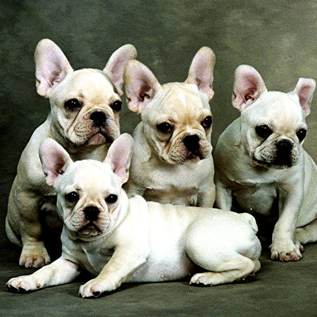 bouledogue francese: 6 consigli per farlo crescere sano e forte